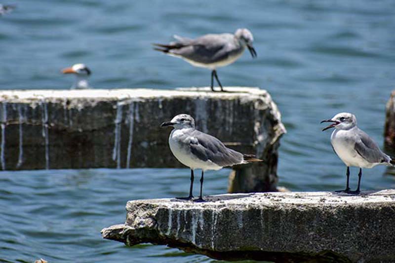Pájaros Mar