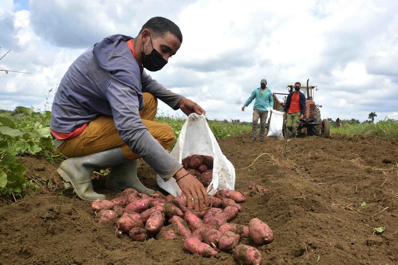 Campesino integrante-CCServicios Campesino integrante-CCServicios
