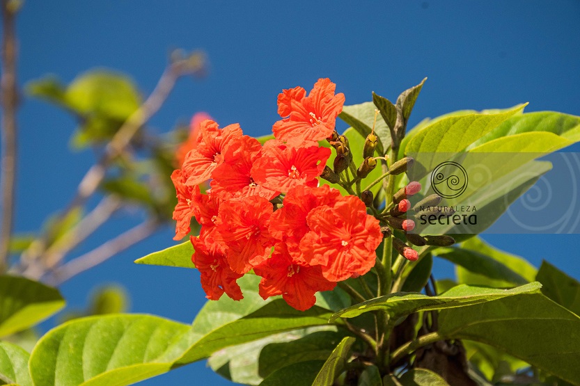 Flora cubana Flora cubana
