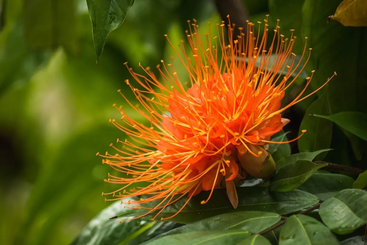 JARDÍN BOTÁNICO CUPAYNICÚ JARDÍN BOTÁNICO CUPAYNICÚ