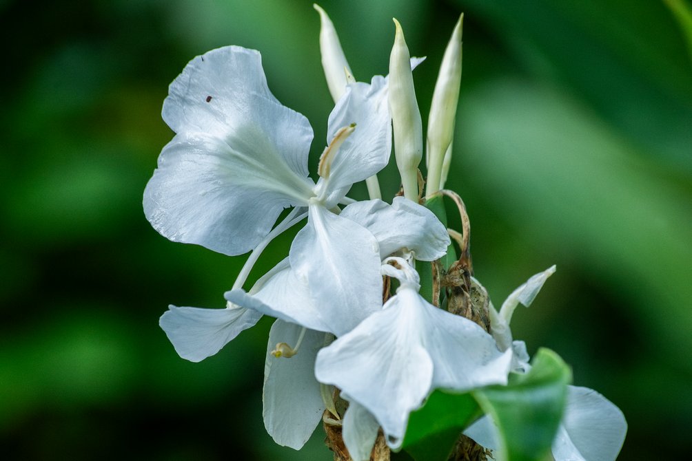 La mariposa blanca, nuestra flor nacional La mariposa blanca, nuestra flor nacional