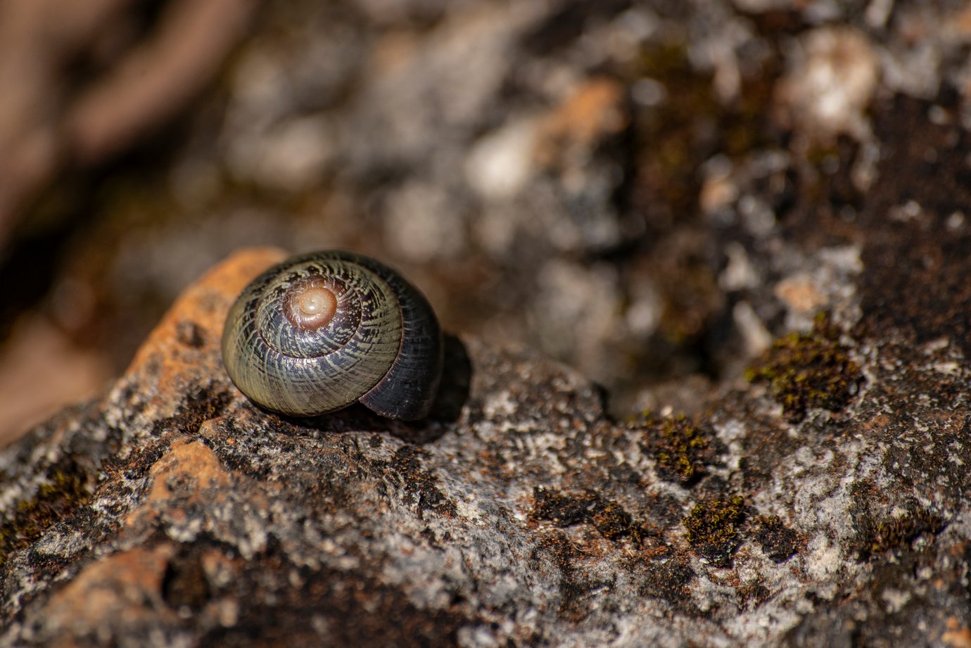 En temporada de lluvias aparecen las polymitas