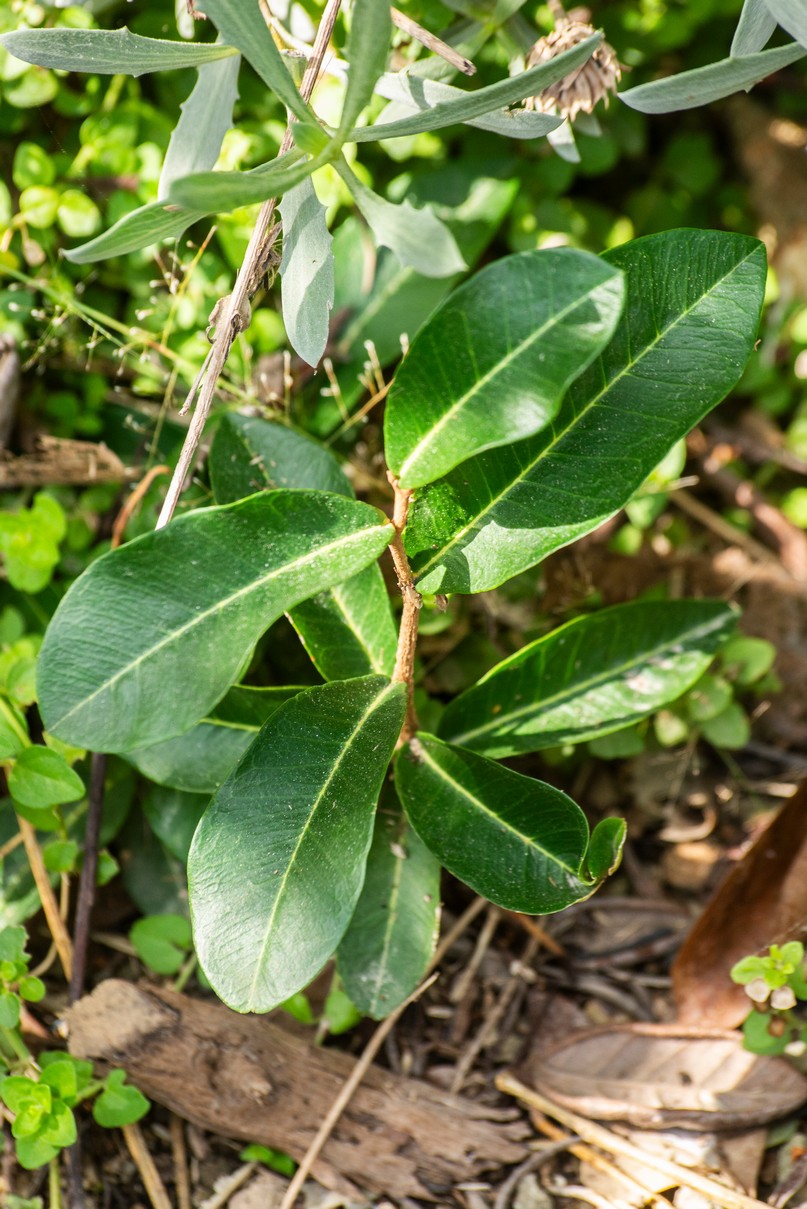 Ocho metros de botánica costera