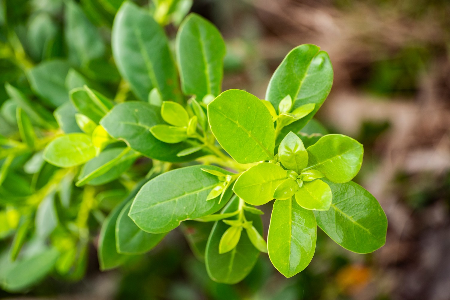 Ocho metros de botánica costera