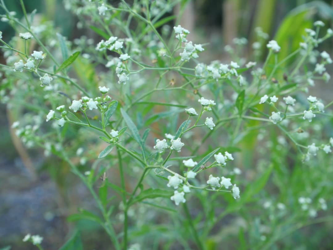 Florido amanecer en la campiña (+Fotos) 