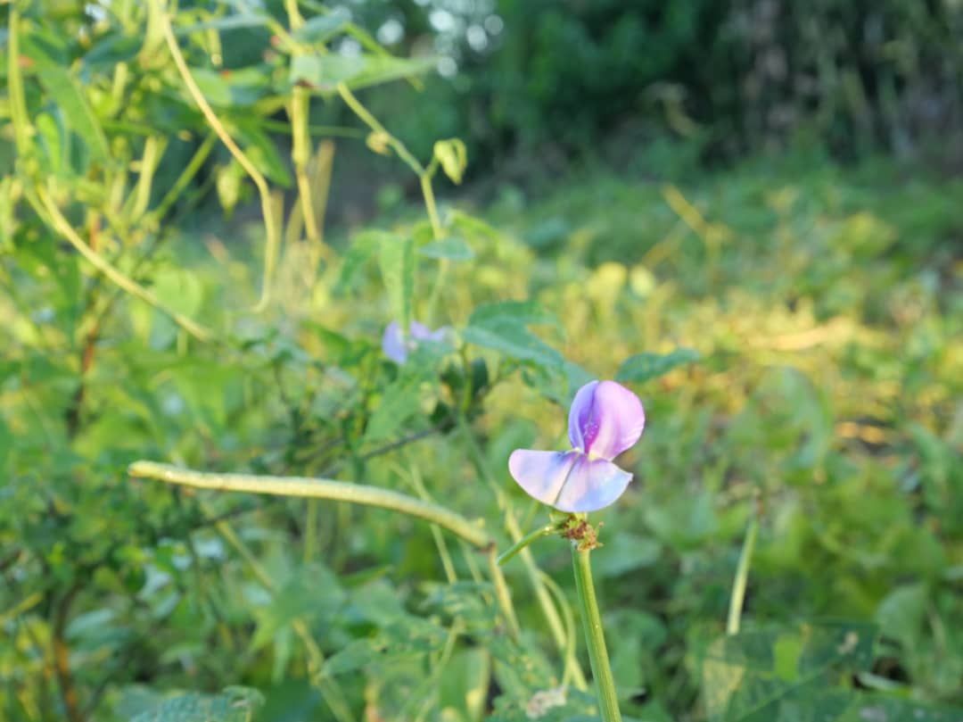Florido amanecer en la campiña (+Fotos) 