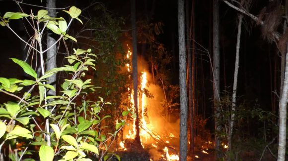 Incendio en área protegida de La Palma
