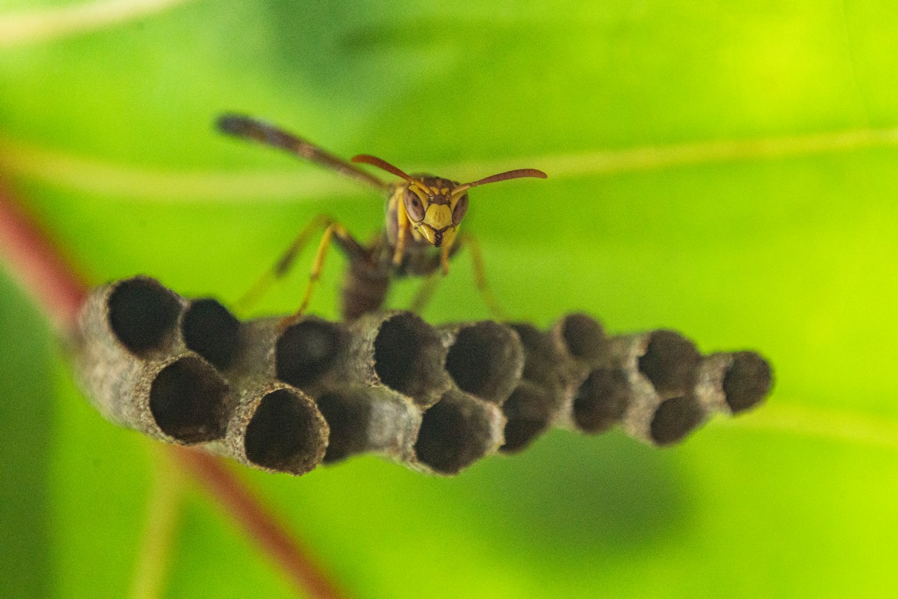 La naturaleza puso su arte en un rincón de La Habana