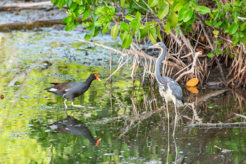 La naturaleza puso su arte en un rincón de La Habana